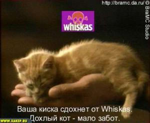 Присоединённое изображение