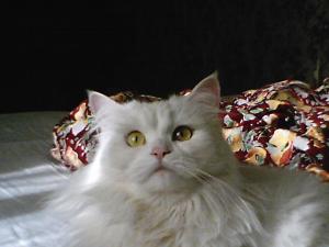 Присоединённое изображение