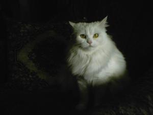 Присоединённое изображение