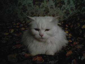 Присоединённое изображение