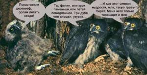 Присоединённое изображение